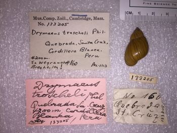 Media type: image; Malacology 133205 Description: 133205_Drymaeus_troscheli image;